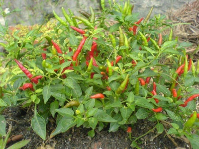 VibeX XLR-23 - Bird Eye Chili Pepper - (150 Seeds) Seed(150 per packet)