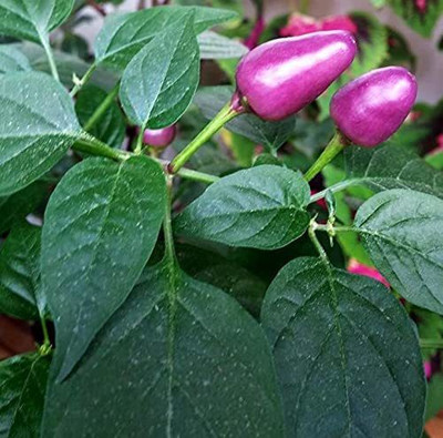 CYBEXIS GBPUT-78 - Dwarf Chilli Little Blue Exotic Mini Hot - (1350 Seeds) Seed(1350 per packet)