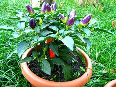 CYBEXIS NBIR-76 - Dwarf Chilli Pepper Little Blue Exotic Mini Hot Pepper - (1350 Seeds) Seed(1350 per packet)