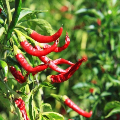 VibeX NDIR-85 - Cayenne Red Long Pepper Chilli - (1350 Seeds) Seed(1350 per packet)