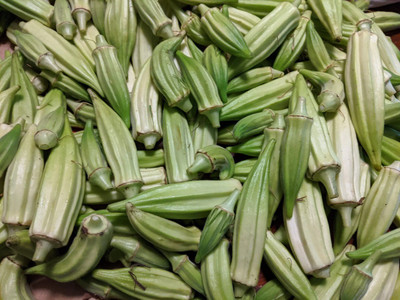 VibeX ® RXI-395 Hybrid Silver Queen Okra Seeds Seed(100 per packet)
