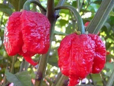VibeX LX-64 - Carolina Reaper Chilli -Hottest Chili Pepper in The World - (150 Seeds) Seed(150 per packet)