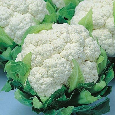 CYBEXIS HUA-48 - Snow Crown Hybrid F1 Cauliflower - (1350 Seeds) Seed(1350 per packet)