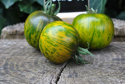 WILLVINE NBIR-671 Tomato Green Zebra Seeds Seed(200 per packet)
