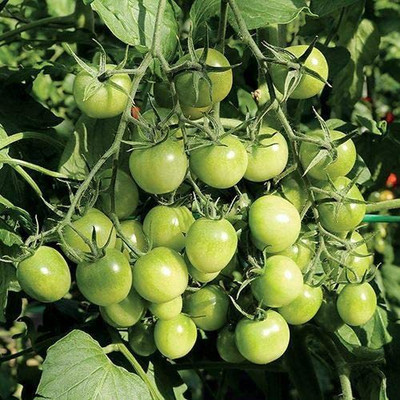 WILLVINE XL-539 Bite Sized Sungreen Tomato Seeds Seed(200 per packet)