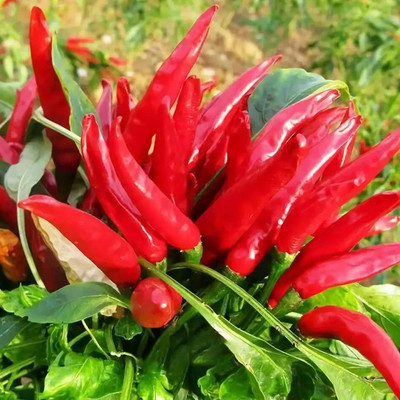 VibeX ® XLR-226 Non-GMO Thai Hot Chili Pepper Seeds Seed(200 per packet)