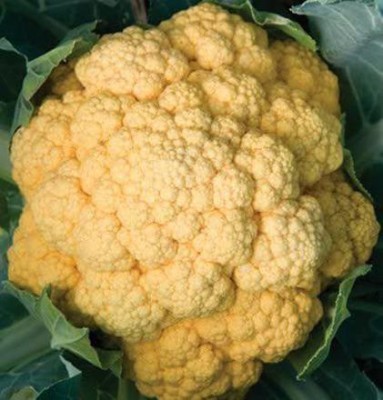 CYBEXIS XL-12 - Cauliflower Cheddar (Orange)Hybrid - (450 Seeds) Seed(450 per packet)