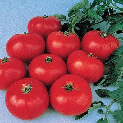 Biosnyg ™NDIR-827 Brandywine Tomato Seed(200 per packet)