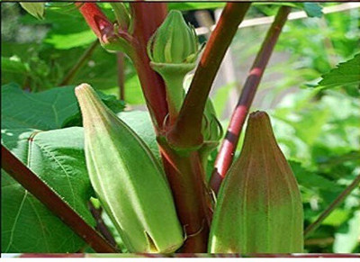 VibeX ® RXI-318 Red Okra (Bhendi) F1 Hybrid Varienty Seed(100 per packet)