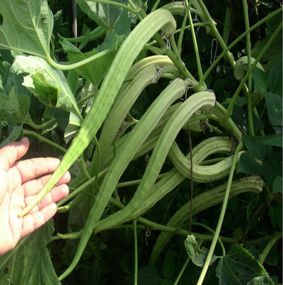 Biosnyg ®VXV-437 Elephant Tusk Variety Okra or Bhindi Seed(100 per packet)