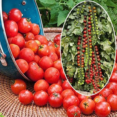 VibeX ® LXI-401 Vine Red Tomato Indeterminate Non GMO Seeds Seed(200 per packet)