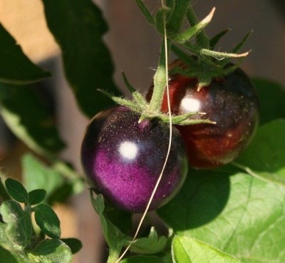 VibeX ® XLR-1142 Indigo Rose Purple Tomato Seed(200 per packet)