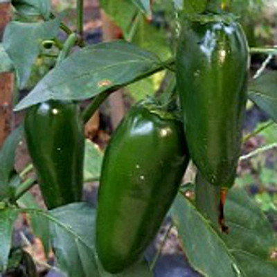 VibeX ® VMR-428 Biker Billy Hot Chilli Peppers Seeds Seed(200 per packet)