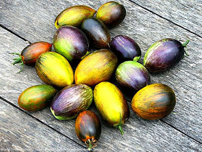 WILLVINE NDIR-493 Atomic Grape Tomato Seeds Seed(200 per packet)