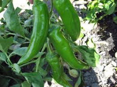 VibeX ® VXI-265 Anaheim, Heirloom Chilli Seeds Mildly Spicy Seed(200 per packet)