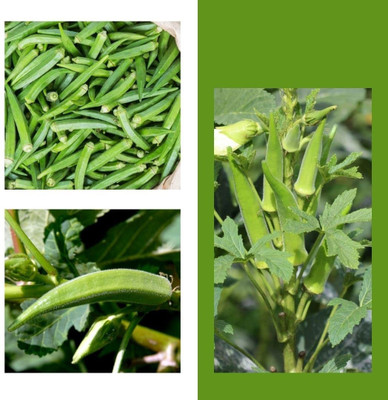VibeX LX-81 - F1 Okra/LadyFinger - (150 Seeds) Seed(150 per packet)
