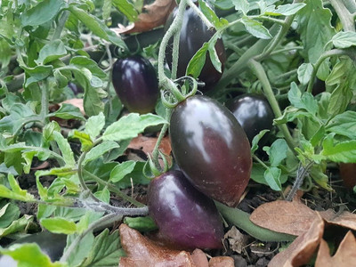 VibeX ® VXI-1118 HEIRLOOM PURPLE TOMATO SEEDS Seed(200 per packet)