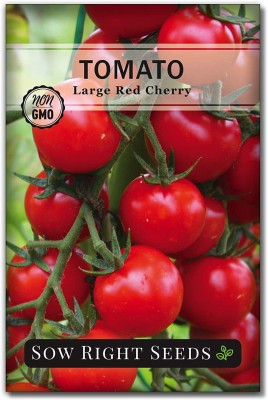 CYBEXIS NDIR-34 - Large Red Cherry Tomatoes - (1350 Seeds) Seed(1350 per packet)