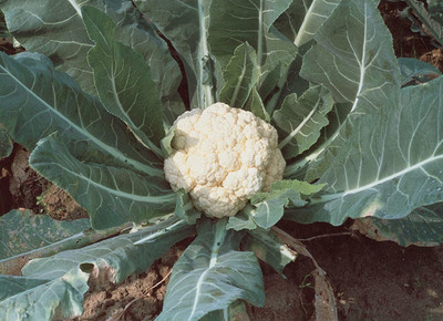 CYBEXIS VVI-89 - Early White Hybrid Cauliflower - (150 Seeds) Seed(150 per packet)