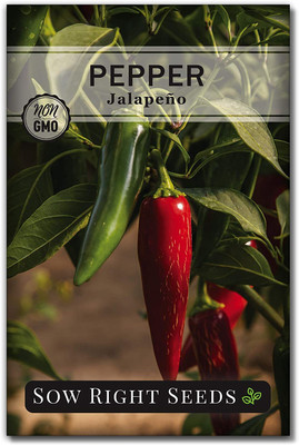 VibeX NBIR-42 - Jalapeno Pepper Chilli - (1350 Seeds) Seed(1350 per packet)