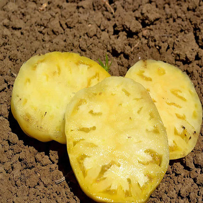VibeX ® VXI-859 Tomato Seeds - Great White Seed(200 per packet)