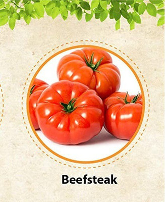 CYBEXIS VXI-87 - Beefsteak tomato for planting - (1350 Seeds) Seed(1350 per packet)