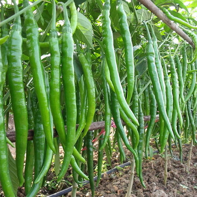 CYBEXIS VXI-87 - Long Chilli - (1350 Seeds) Seed(1350 per packet)