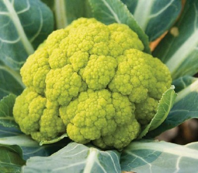 VibeX ATS-16 - Cauliflower Vitaverde(Green)Non-GMO - (150 Seeds) Seed(150 per packet)