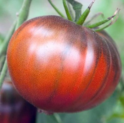 VibeX ® LXI-828 Black Sea Man Tomato Seeds Seed(200 per packet)