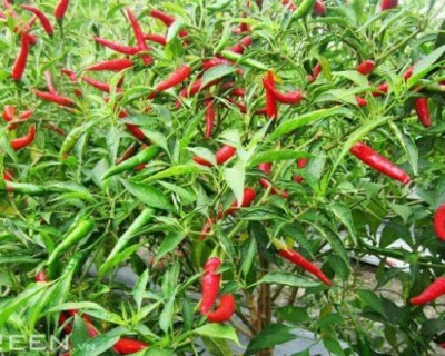 CYBEXIS PAU-11 - Bird's Eye Chili Organic Thai Chili Pepper - (150 Seeds) Seed(150 per packet)
