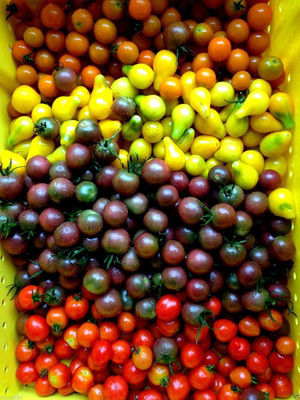 VibeX ® VXI-971 First Truly Black Cherry Tomato Seeds Seed(200 per packet)