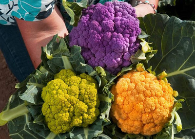 VibeX KGF -3 - Cauliflower Mix of 5 Varieties - (1350 Seeds) Seed(1350 per packet)