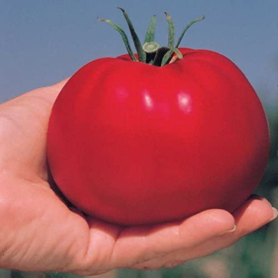Biosnyg ™VXI-371 Whopper CR Improved Tomato Seed(200 per packet)