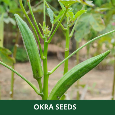 CYBEXIS LXI-90 - Okra Seven Lines Lady Finger - (1350 Seeds) Seed(1350 per packet)