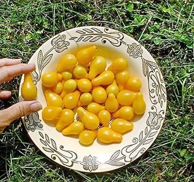 Biosnyg Yellow Pear Tomato Seed(200 per packet)