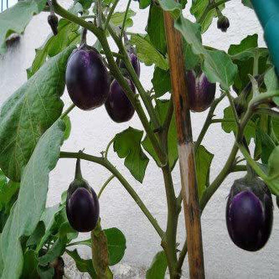 ACCELCROP F1 Hybrid Brinjal Round Seed(150 per packet)
