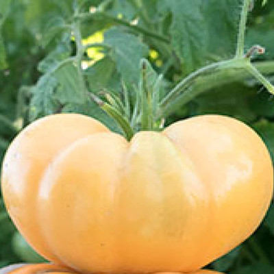 Biosnyg ™NDIR-527 Beefsteak Tomato Seed(200 per packet)