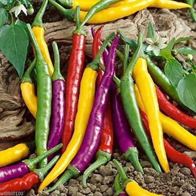 VibeX ® VXI-594 Cayenne Pepper Hot Mix - A fiery mix Seed(200 per packet)
