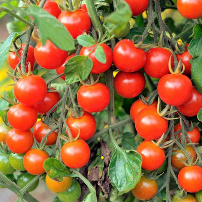 WILLVINE VVI-937 Large Red Cherry Tomato Seeds-1000 Seeds Seed(1000 per packet)