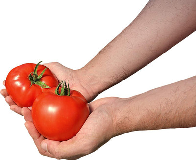 WILLVINE NBIR-471 Tomato Red Deuce Seeds-2500 Seeds Seed(2500 per packet)