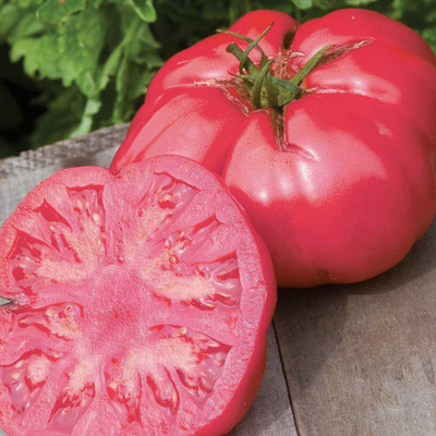 VibeX ® LXI-646 Caspian Pink' Beefsteak Slicing Tomato Seed(200 per packet)