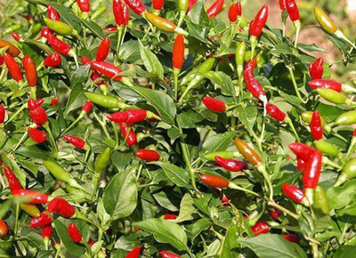 CYBEXIS PAU-45 - Bird's Eye Chili - (450 Seeds) Seed(450 per packet)