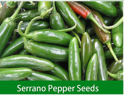 VibeX ® VXI-349 Serrano Chilli Seeds Seed(200 per packet)