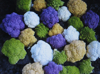 VibeX VXI-36 - Rainbow Blend Cauliflower Broccoli Mixed Colors - (1350 Seeds) Seed(1350 per packet)