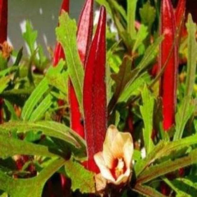 Aywal Red Okra Seed(300 per packet)