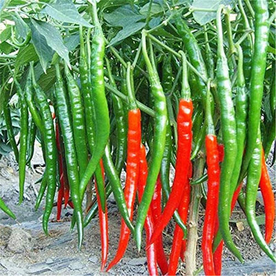 VibeX ® XXL-425 Red Long Seeds Cayenne Chilli Seed(200 per packet)
