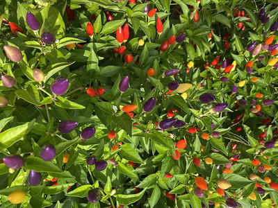 VibeX ® VLR-882 Rainbow Ornamental Purple Chilli Seed Seed(200 per packet)