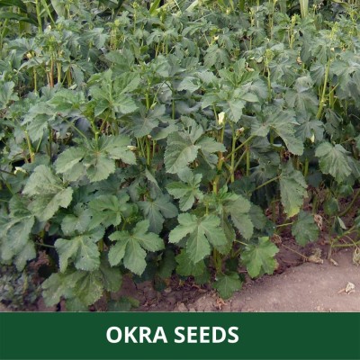 VibeX TLX-92 - Okra/lady Finger F1 Hybrid - (1350 Seeds) Seed(1350 per packet)