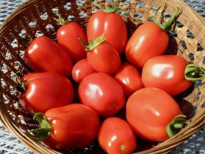 VibeX ® XLR-309 Roma VFN- Heirloom Tomato Seeds Seed(200 per packet)