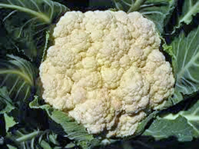 CYBEXIS PAU-11 - Cauliflower Non GMO - (1350 Seeds) Seed(1350 per packet)